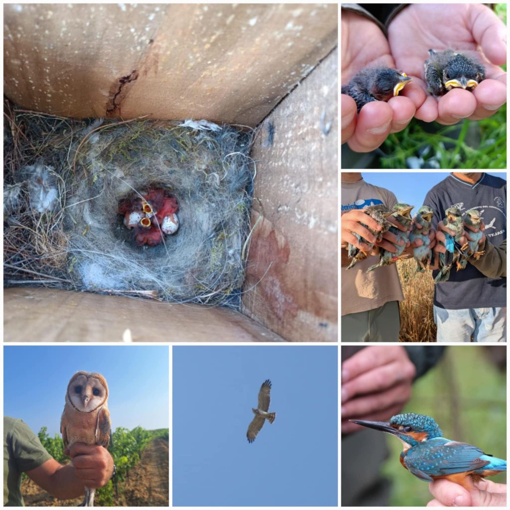 Photo collage depicting: hatching owl eggs, baby owls, a grown owl and a flying owl.