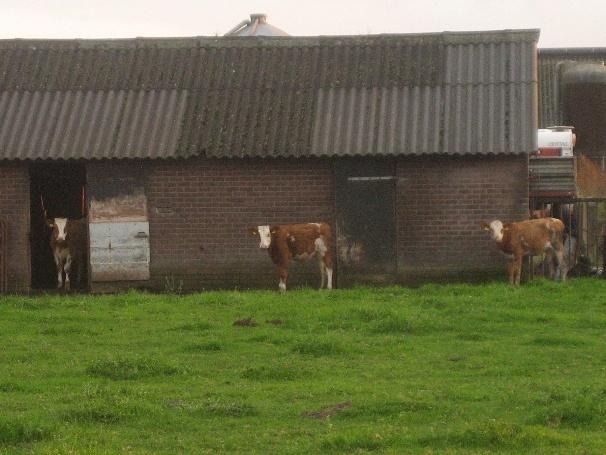 image of 3 brown cows in front of a barn