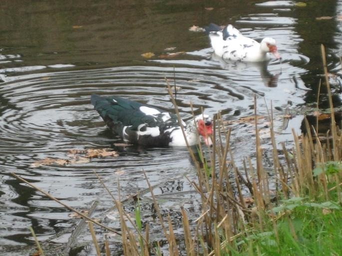 Photo of two black and white ducks with red heads swimming in the pond